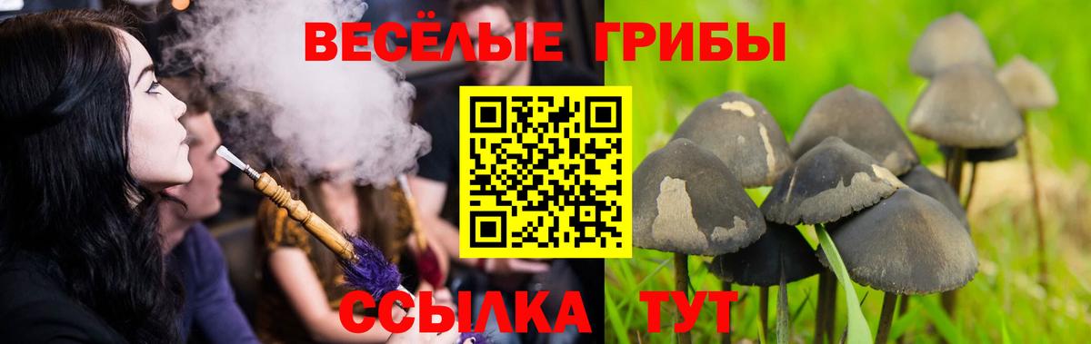 Михайловка  Псилоцибиновые грибы ЛСД  Вход с VPN  Псилоцибиновые грибы Cubensis 